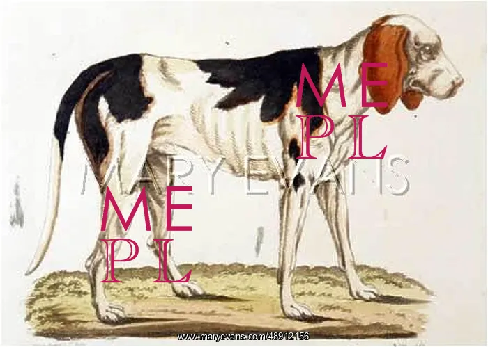 : T.GOETZ FRENCH FOXHOUND : T.GOETZ FRENCH FOXHOUND