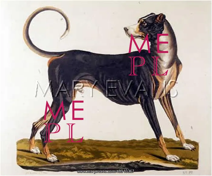 : T.GOETZ GREAT DANE : T.GOETZ GREAT DANE