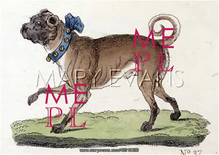 : T.GOETZ PUG : T.GOETZ PUG