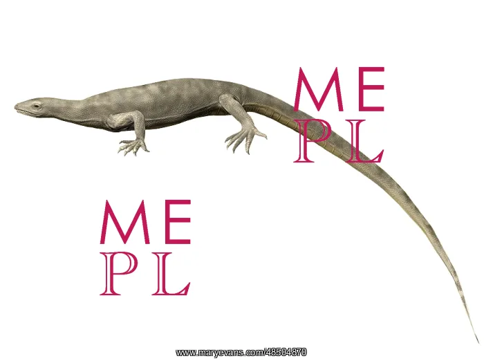 : Thadeosaurus colcanapi, Late Permian of Madagascar : Thadeosaurus colcanapi, Late Permian of Madagascar