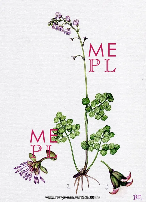  : Thalictrum alpinum