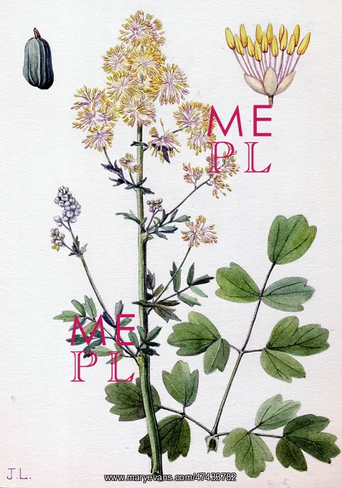  : Thalictrum flavum