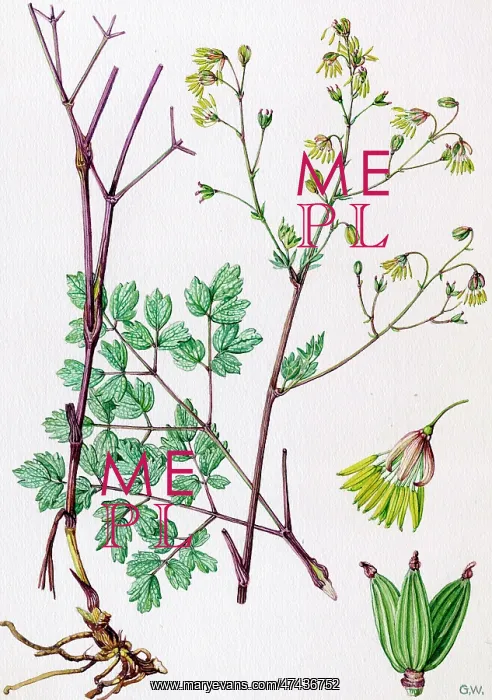 : Thalictrum minus : Thalictrum minus