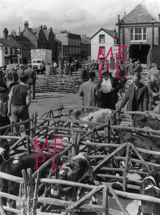 : THAME CATTLE MARKET : THAME CATTLE MARKET