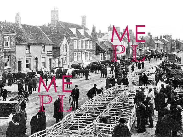  : Thame Cattle Market early 1900s