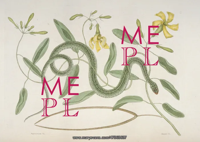 : Thamnophis sp. garter snake : Thamnophis sp. garter snake