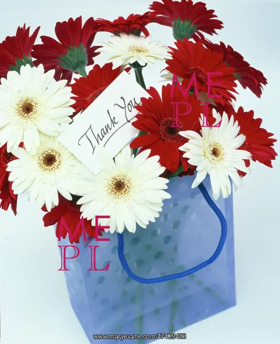  : Thank You ??red and white gerbera in blue bag