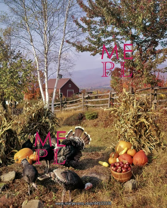 : Thanksgiving Prospects - Flock of Four Wild Turkeys : Thanksgiving Prospects - Flock of Four Wild Turkeys