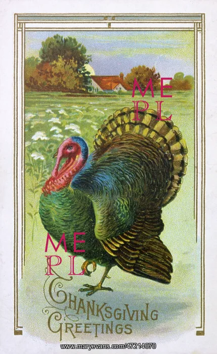  : Thanksgiving Turkey
