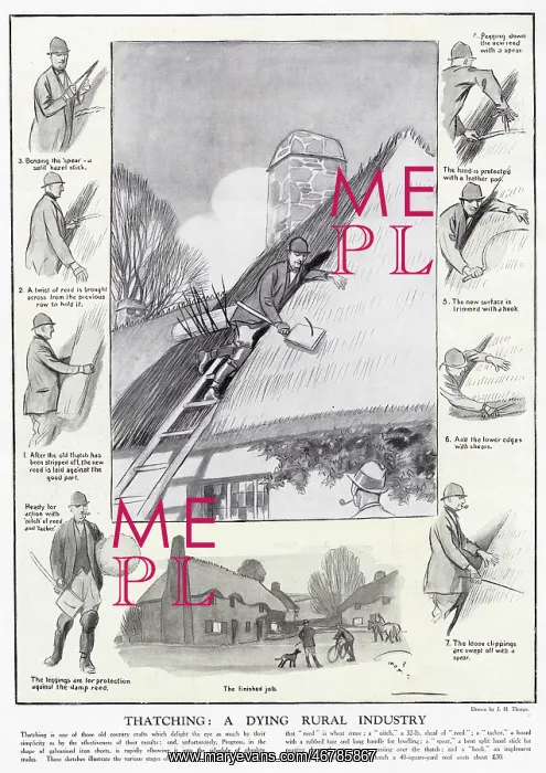 : Thatching - a dying rural industry : Thatching - a dying rural industry