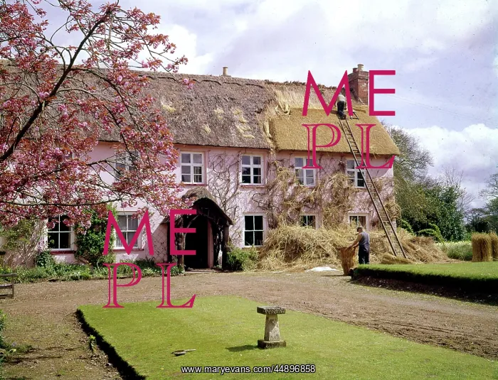 : Thatching at Pinn Court Farm, Pinhoe, Exeter, Devon : Thatching at Pinn Court Farm, Pinhoe, Exeter, Devon
