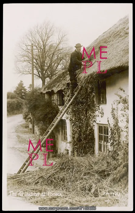  : THATCHING AT PORLOCK