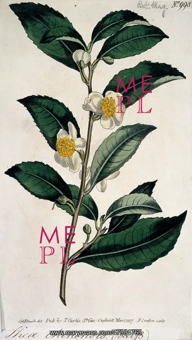 : Thea chinensis, tea : Thea chinensis, tea