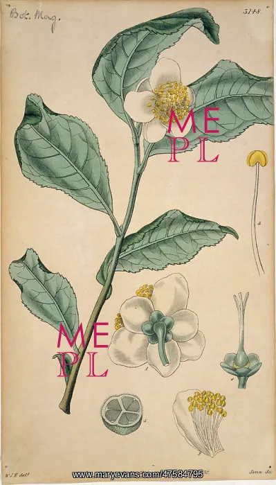 : Thea chinensis, tea : Thea chinensis, tea