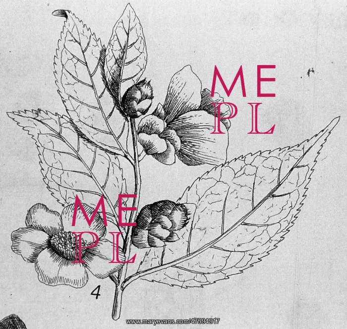 : Thea chinensis, tea : Thea chinensis, tea