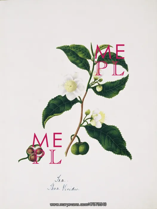 : Thea viridis, tea : Thea viridis, tea