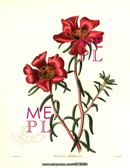 : Thelluson's portulaca, Portulaca thellusonii : Thelluson's portulaca, Portulaca thellusonii