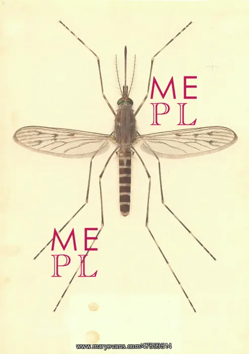 : Theobaldia annulata, mosquito : Theobaldia annulata, mosquito