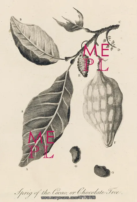  : THEOBROMA CACAO