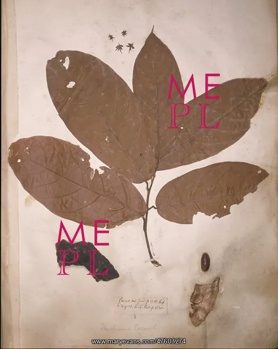 : Theobroma cacao, cacao tree : Theobroma cacao, cacao tree