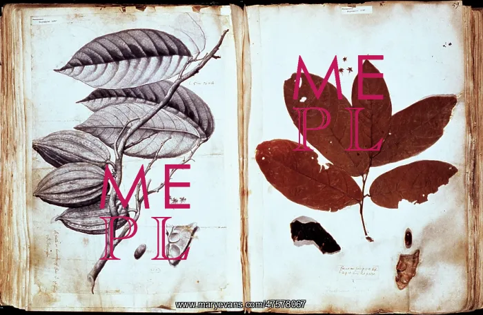 : Theobroma cacao, chocolate : Theobroma cacao, chocolate