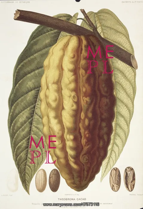 : Theobroma cacao, cocoa : Theobroma cacao, cocoa