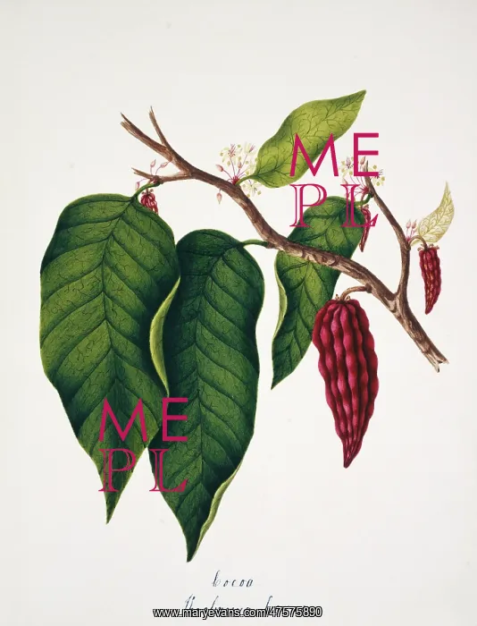 : Theobroma cacao, cocoa : Theobroma cacao, cocoa