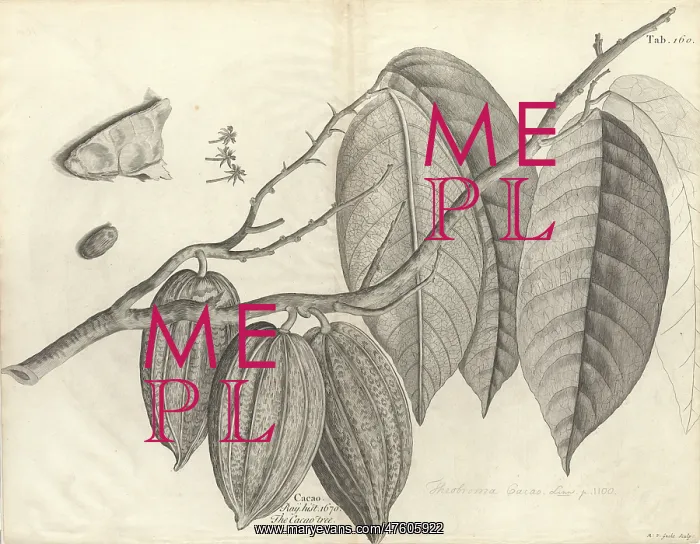 : Theobroma cacao, cocoa : Theobroma cacao, cocoa