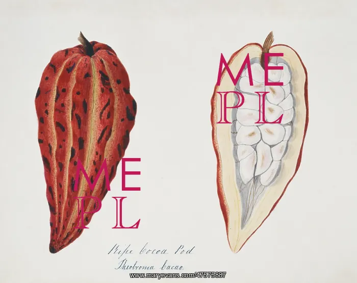 : Theobroma cacao, cocoa pod : Theobroma cacao, cocoa pod
