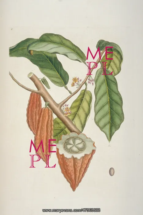 : Theobroma cacao, cocoa tree : Theobroma cacao, cocoa tree
