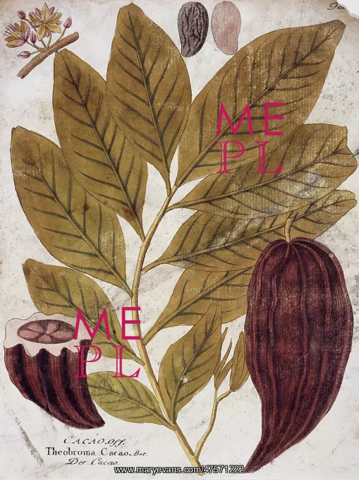 : Theobroma cacao, cocoa tree : Theobroma cacao, cocoa tree