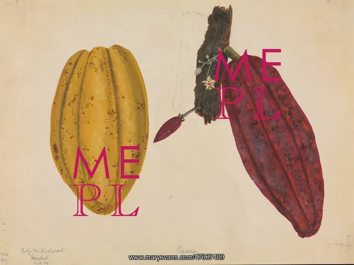 : Theobroma cacao, cocoa tree : Theobroma cacao, cocoa tree