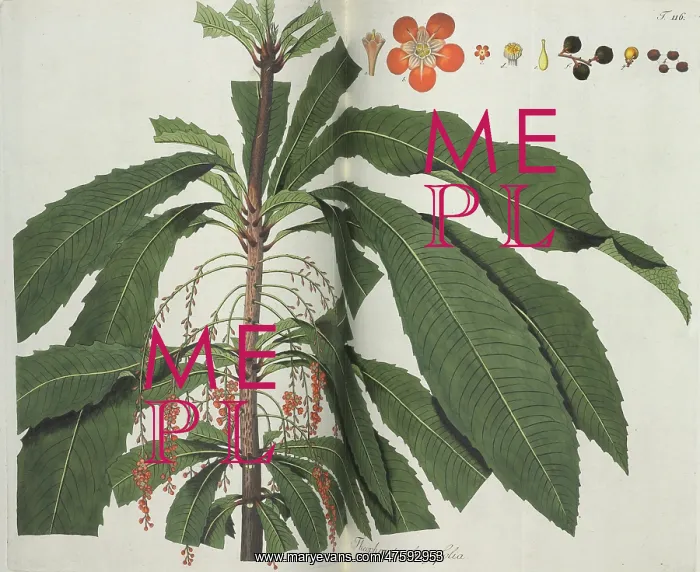 : Theophrasta longifolia : Theophrasta longifolia