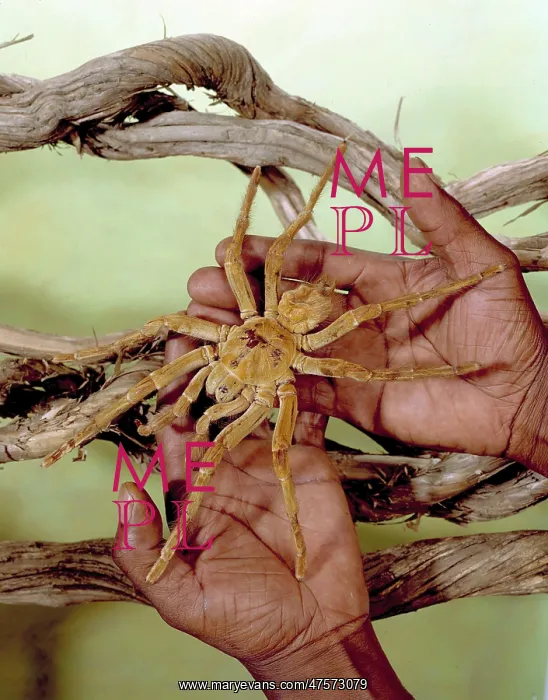 : Theraphosa leblondi, goliath tarantula : Theraphosa leblondi, goliath tarantula