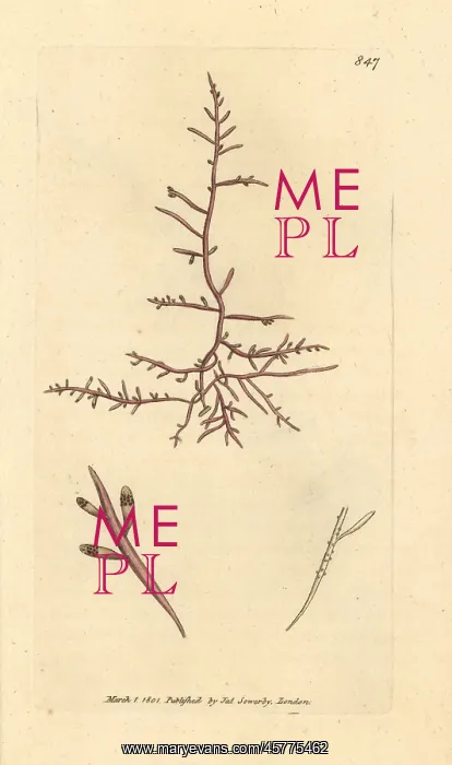 : Thick-leaved fucus, Chondria dasyphylla : Thick-leaved fucus, Chondria dasyphylla