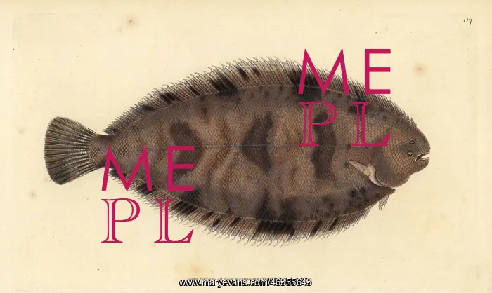 : Thickback sole, Microchirus variegatus : Thickback sole, Microchirus variegatus