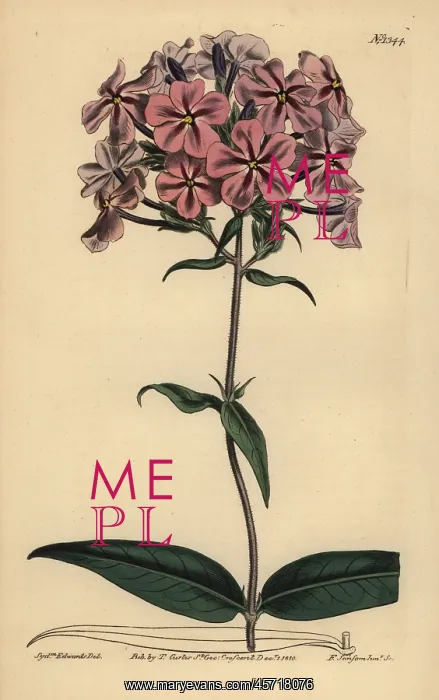 : Thickleaf phlox, Phlox carolina : Thickleaf phlox, Phlox carolina