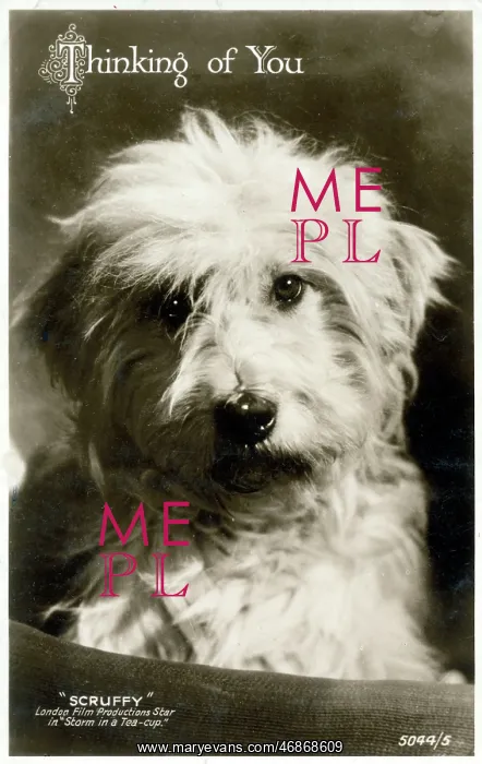 : Thinking of You postcard - Scruffy - Film Star