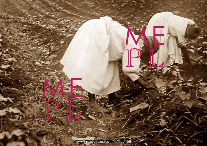  : Thinning cotton seadlings, St Vincent, Caribbean