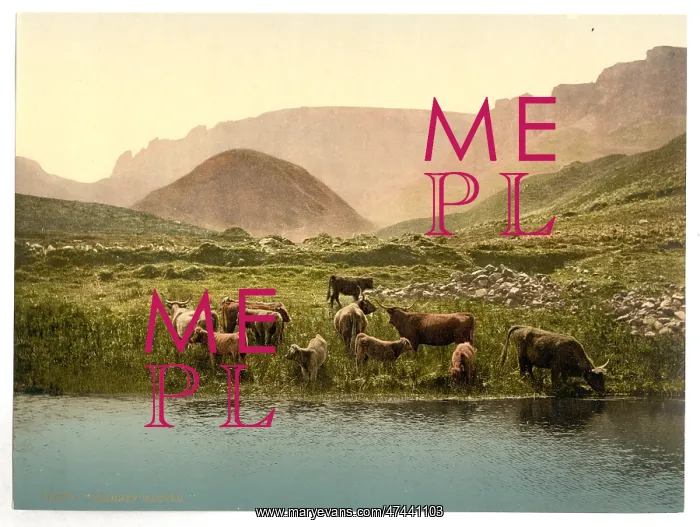 : Thirsty cattle, England : Thirsty cattle, England