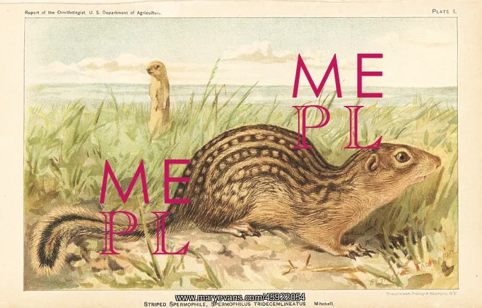 : Thirteen-lined ground squirrel, Ictidomys tridecemlineatus : Thirteen-lined ground squirrel, Ictidomys tridecemlineatus