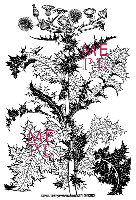 : Thistle. Studies in plant form with suggestions for their application to design : Thistle. Studies in plant form with suggestions for their application to design