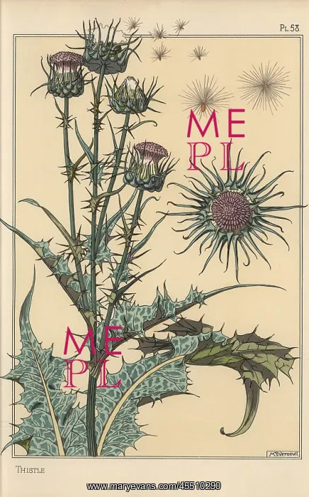 : Thistle botanical study : Thistle botanical study