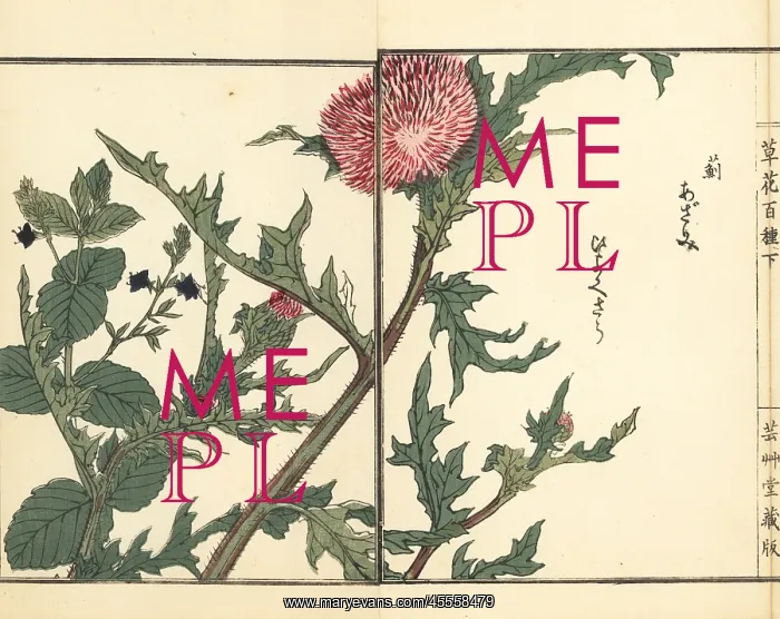 : Thistle, Cirsium japonicum, and speedwell, Veronica magna : Thistle, Cirsium japonicum, and speedwell, Veronica magna
