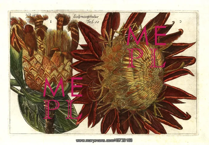 : Thistle protea, Protea scolymocephala : Thistle protea, Protea scolymocephala