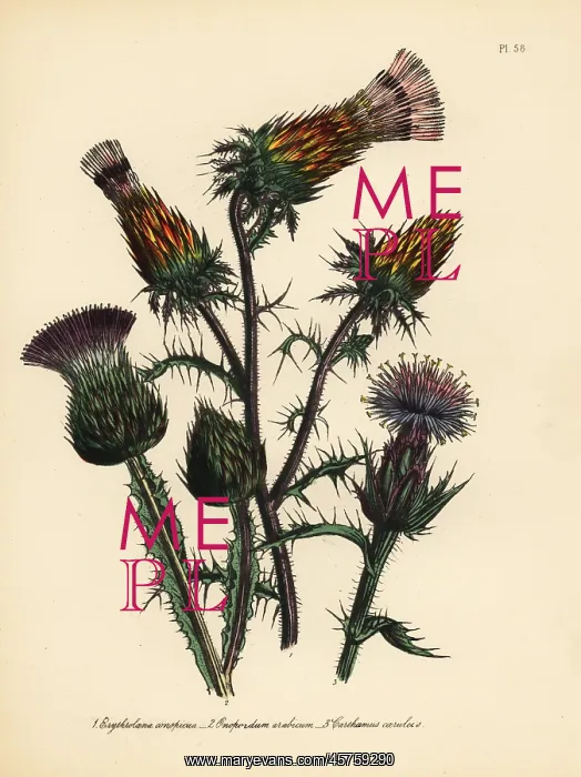 : Thistle species : Thistle species