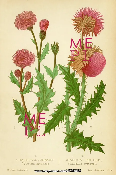 : Thistles. (left) circium arvensis (right) carduus mutans Two kinds of wild thistle : Thistles. (left) circium arvensis (right) carduus mutans Two kinds of wild thistle