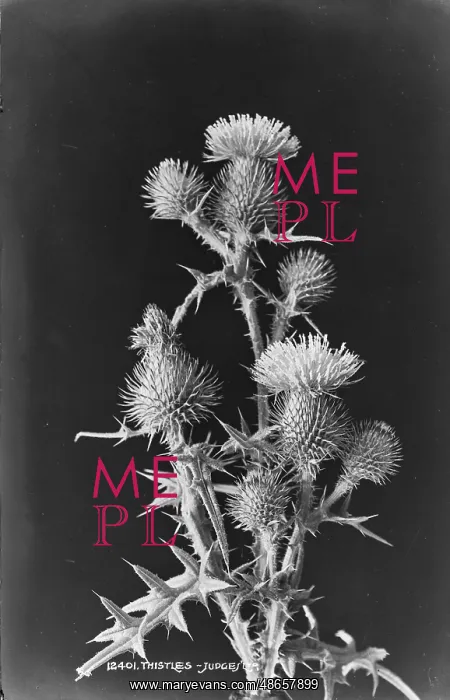 : Thistles. This image features a close-up view of thistle plants : Thistles. This image features a close-up view of thistle plants