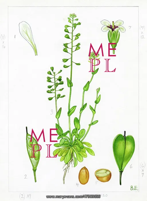 : Thlaspi alpestre - penny-cress : Thlaspi alpestre - penny-cress