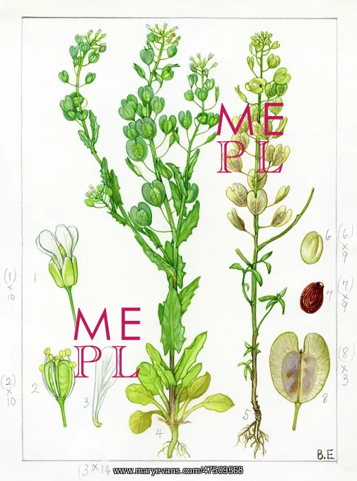 : Thlaspi arvense - field pennycress : Thlaspi arvense - field pennycress